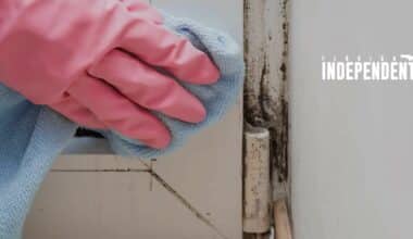 causes of black mold