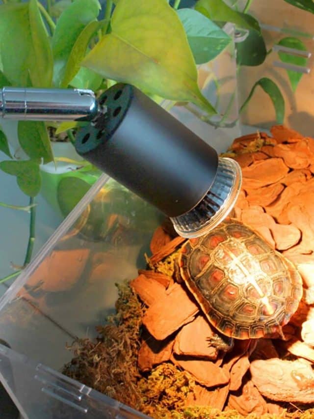Cropped-Turtles-basking-lamp