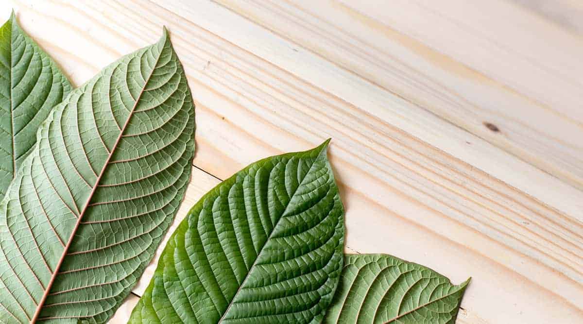 Some Say It Could Help Fight Opioid Addiction, But...Is Kratom Legal